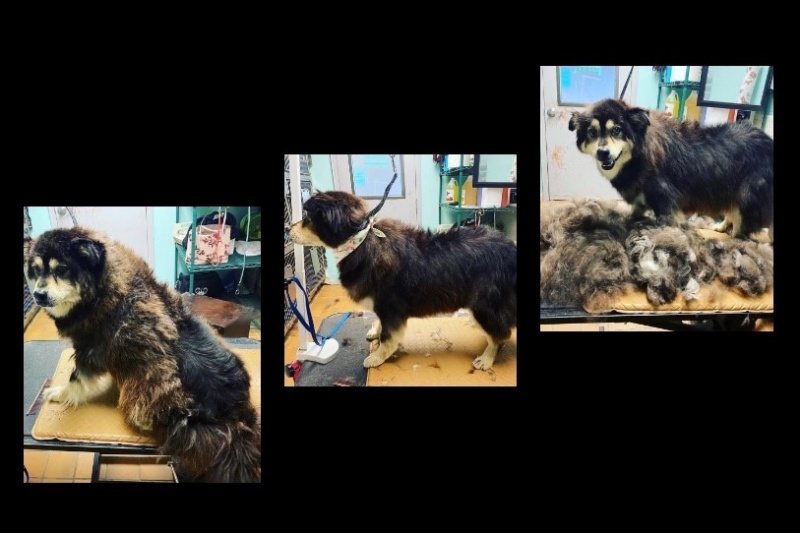 Dog & Cat Grooming in Montgomery, AL